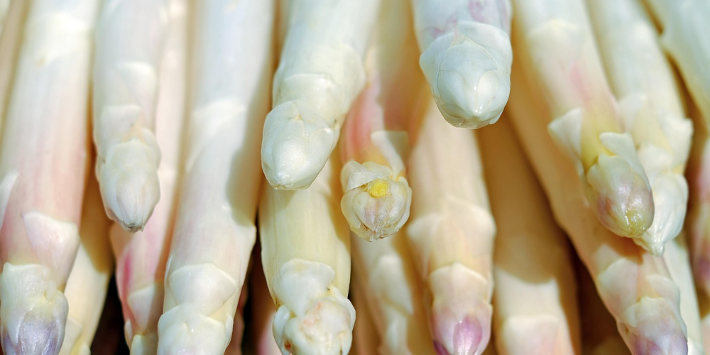 Experten erwarten „Turbostart“ für Spargel